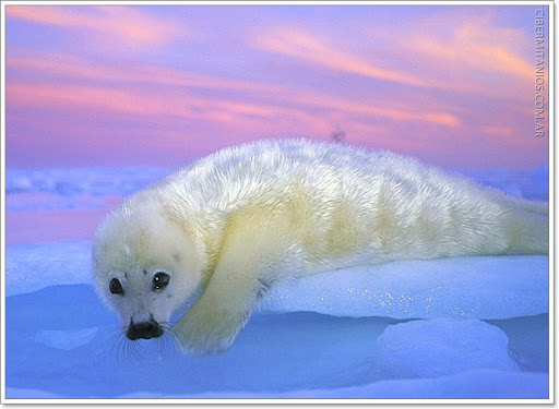 animales hermosos en peligro de extincion
