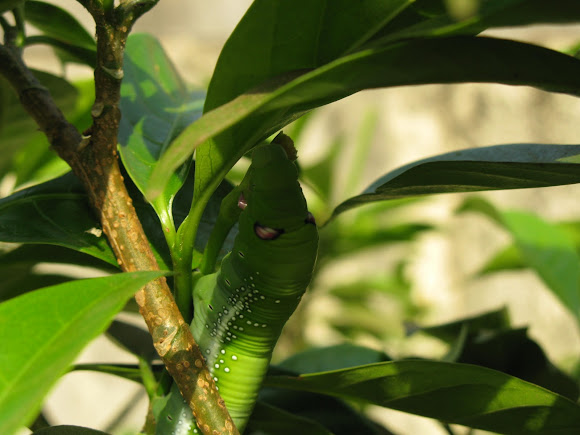 Spotting Image 1