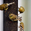 American Goldfinch