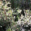 Deerbrush