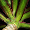 Yucca