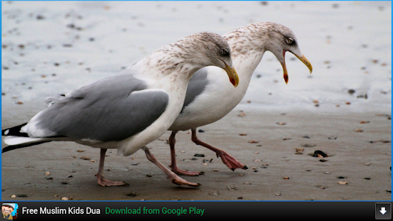 How to get Seagull wallpapers 6.3 apk for pc