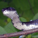 Black Rat Snake