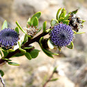Globularia