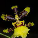 Oncidium