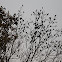 mixed flock of red-winged blackbirds and common grackles