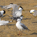 Great Crested Tern and Silver gull