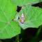Aztec Spurthroat Grasshopper Nymph