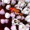 Common Red Soldier Beetle