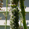 Aphids