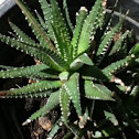 Haworthia