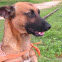 Dog, Badeche