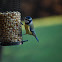 Blue Tit