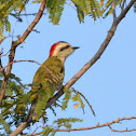 Carpintero verde de Cuba