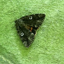 Ilia underwing moth