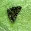 Ilia underwing moth