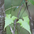Unique Leaves of Florida