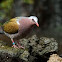 Green Pigeon