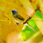 Black-naped Monarch