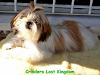 Shih Tzu Criadero Criadero Lost Kingdom