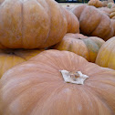 Cinderella Pumpkin
