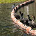 Double-crested Cormorants