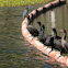 Double-crested Cormorants