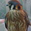 American Kestrel