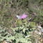 Thistle