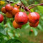 Manzanitas
