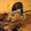 Juvenile Chinese mantids