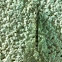 Antlion