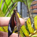 Common Palmfly