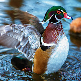 Wood Duck Flap by Bill Tiepelman - Animals Other ( water, bird, feather friend, wood duck, wings, duck, action, flap, feathers )