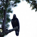 Bald eagle Chick