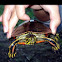 Painted turtle