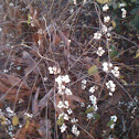 Snowberry