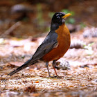 American Robin