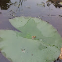 Common Frog
