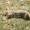 Thirteen-lined Ground Squirrel