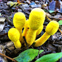 Leucocoprinus