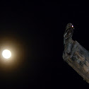 Owl (Pattoo)