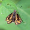 Common Dart or Narrow-brand Grass-dart