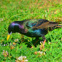 Common Starling