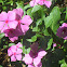 Madagascar periwinkle
