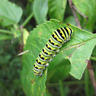 Black Swallowtail Butterfly Caterpillar
