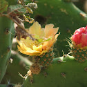 Flor de cactásea