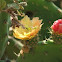Flor de cactásea