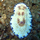 Chromodoris aureopurpurea