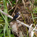 Barn swallow